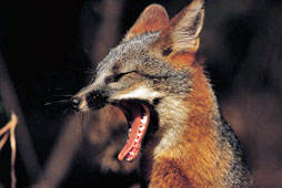 Fox Teeth